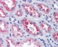 AKR1B10 Antibody (clone 1A6)